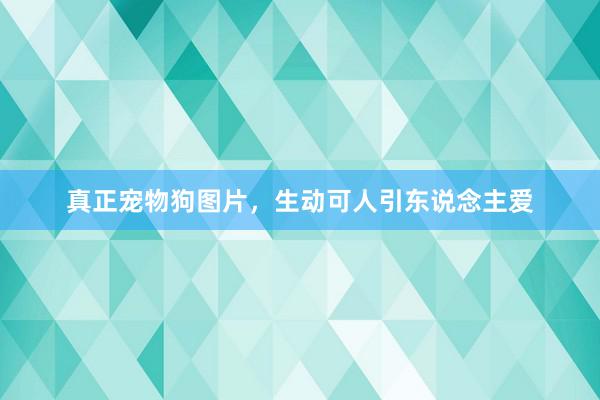 真正宠物狗图片，生动可人引东说念主爱